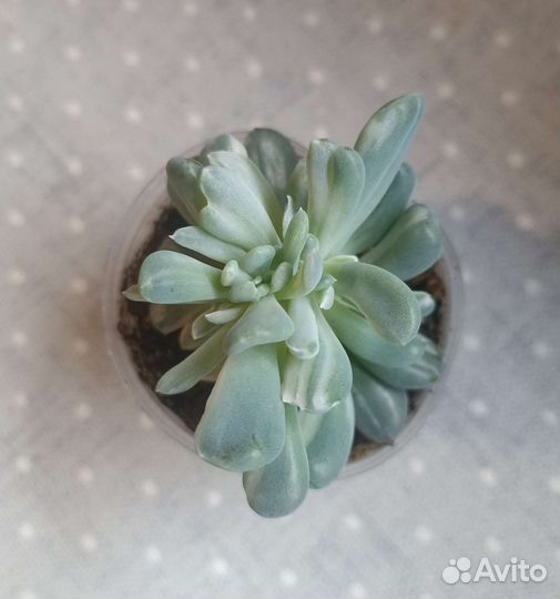 Суккуленты часть 10