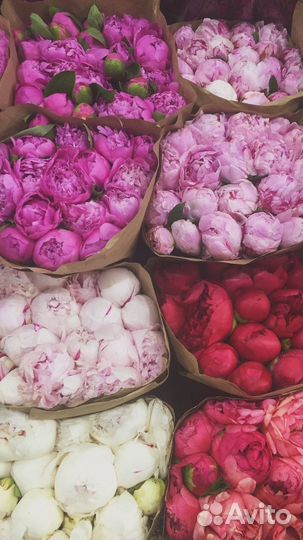 Пионы цветы букет