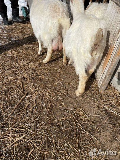 Продаю дойных козочек и козлят