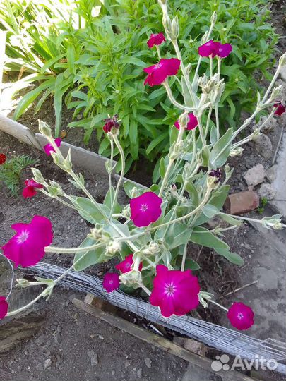 Растения для сада