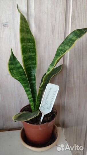 Сансевиерия Sansiam Moto. Лауренти Компакта