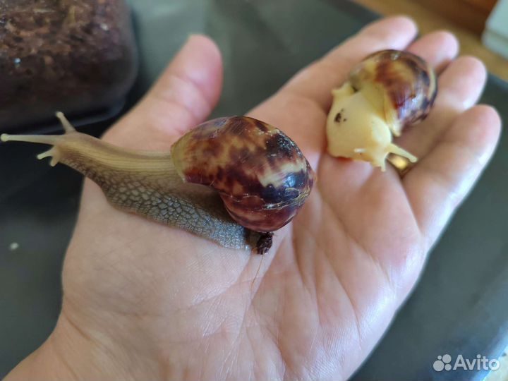 Улитки ахатины бесплатно