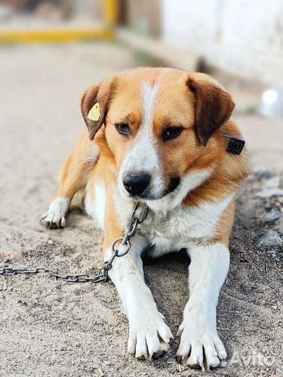 Пёсик грустит без вас нужен дом