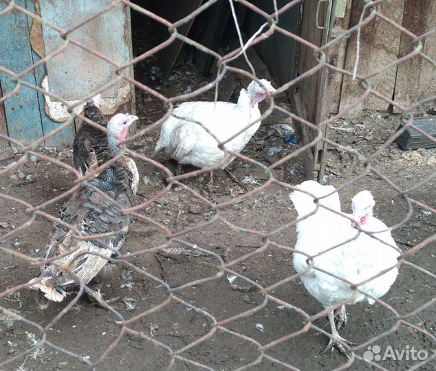 Семья индюков белая широкогрудая