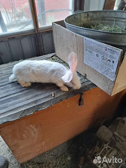 Кролики белый паннон