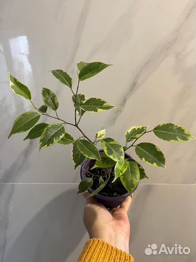 Комнатные цветы