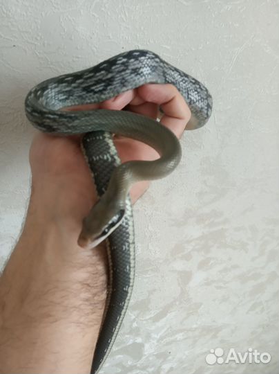 Полоз Баэрда