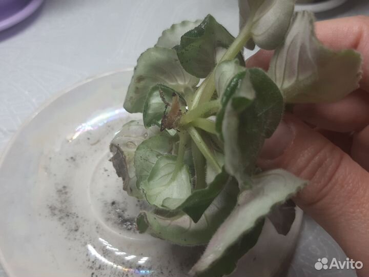 Сортовые фиалки