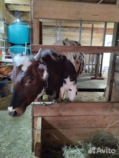 Телки айширские на племя