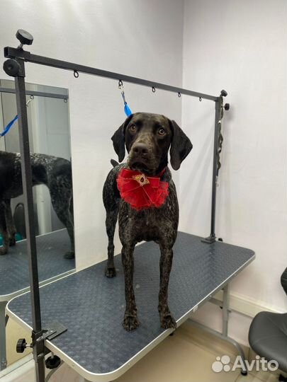 Стрижка собак и кошек