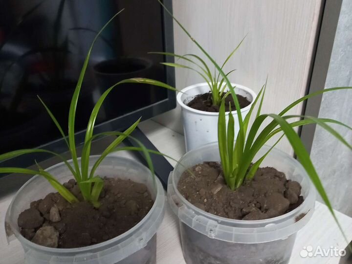 Панданус пальма детки