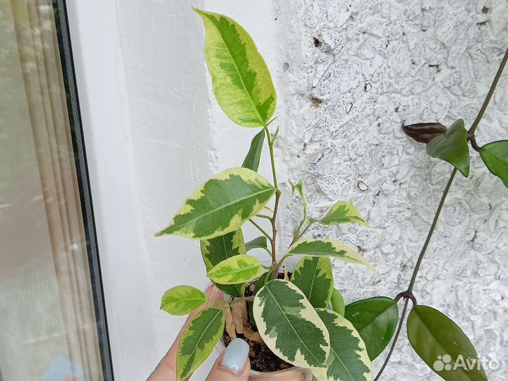 Фикус Бенджамина