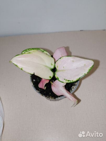 Аглаорема рэд циркор