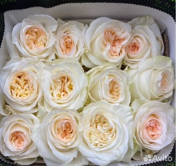 Пионовидная роза Сургут доставка