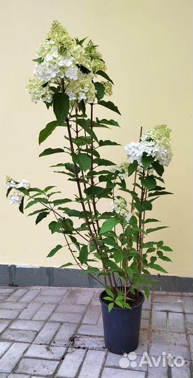 Гортензия Rose; Пеларгония