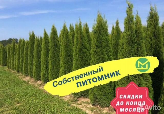 Туя смарагд оптом