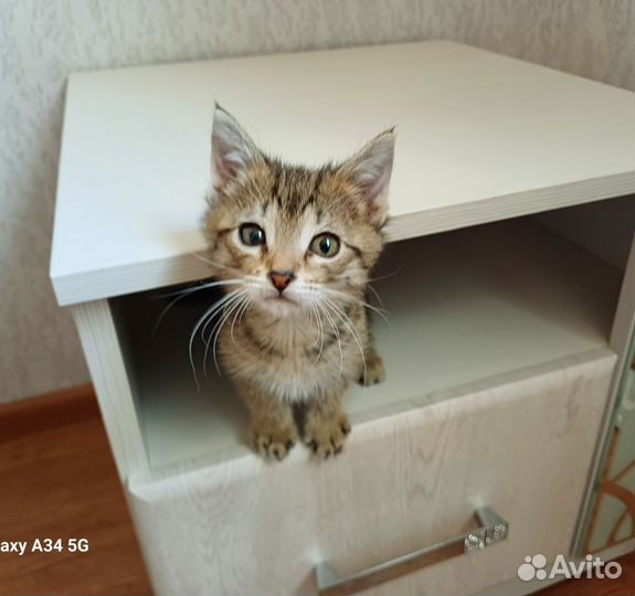 Котёнок Барсик