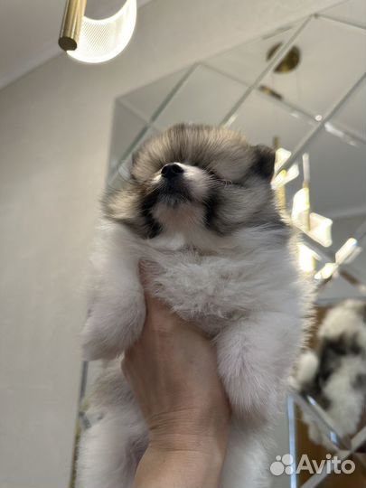 Щенки шпица