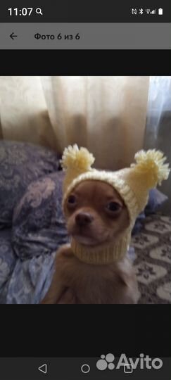 Шапочки для мелких пород собак