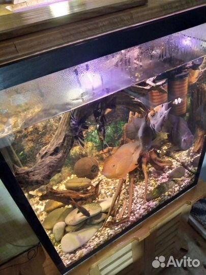 Аквариум