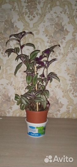 Традесканция зебрина