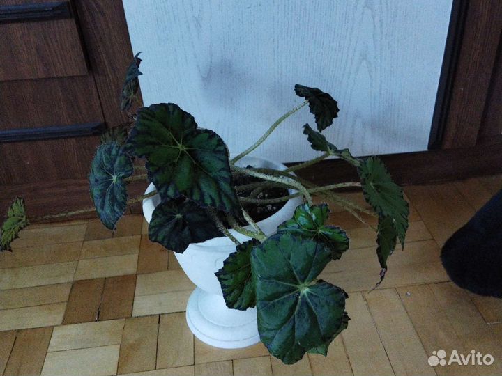 Бегония, циссус, клеродендрум