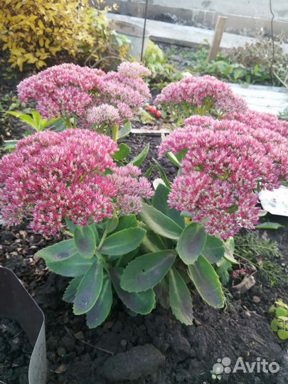 Очиток видный