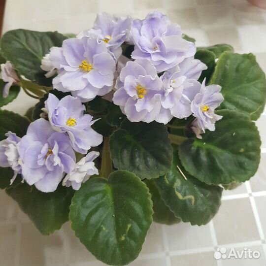 Цветущие фиалки