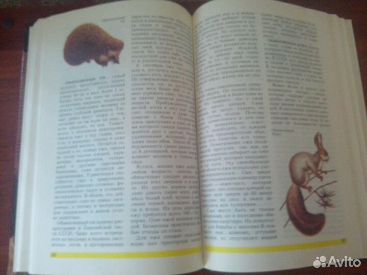 Пернатые/Террариум/ Кошки/собаки