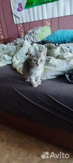Котенок девочка в добрые руки