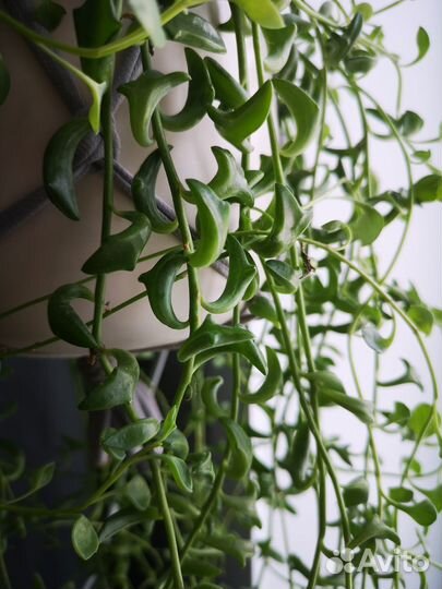 Крестовники Роули, Дельфины, Арчера