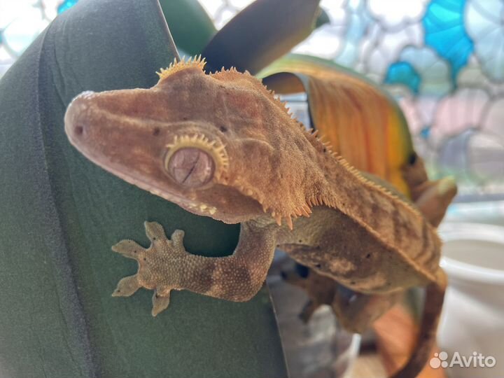 Реснитчатый бананоед