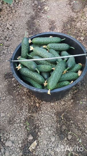 Огурцы свежие сорт severin