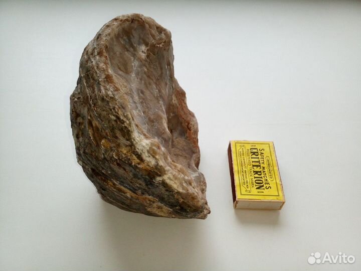 Окаменелая 