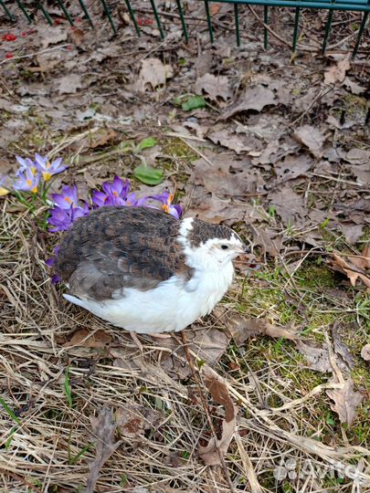 Инкубационное яйцо перепелок Селадон