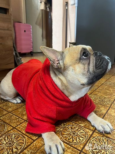 Вязка французкого бульдога