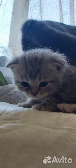 Британская вислоухая кошка