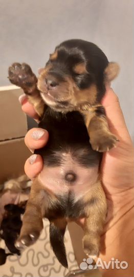 Продаються щенки Йоркширского терьера