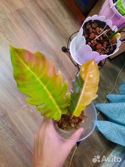 Филодендрон Серратум Оранж