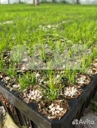 Голубая ель с зкс сеянцы