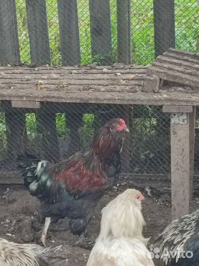 Петушки Сильверудд Блю,мараны