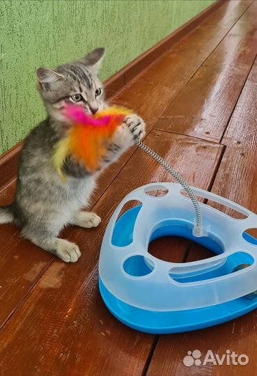 Котёнок добрые руки