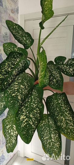 Диффенбахия Пикта