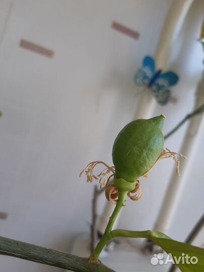 Саженцы лимона