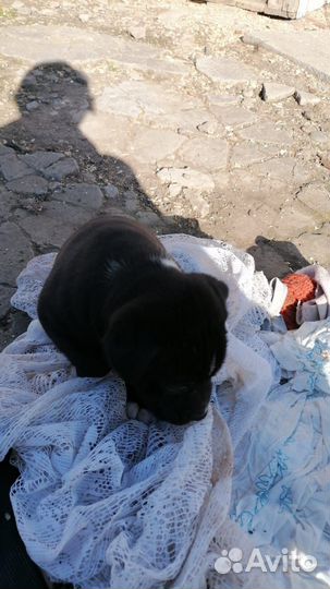 Стаффордширский терьер черный