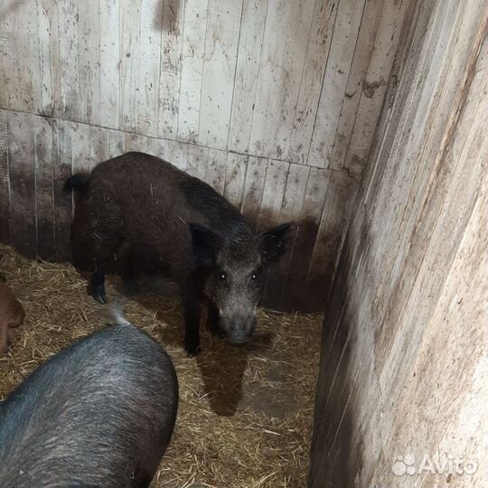 Дикий кабан