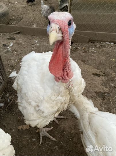 Домашнее мясо индейки