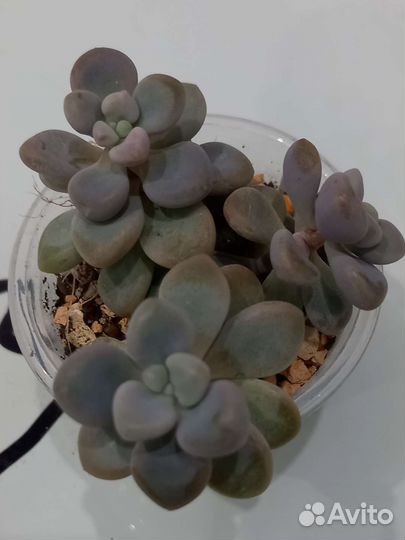 Суккуленты в ассортименте