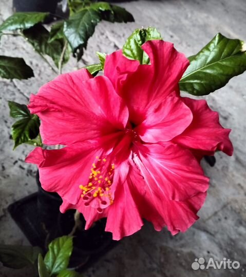 Гибискус красный
