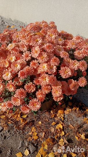 Хризантема мультифлора